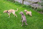 In der Hundeschule