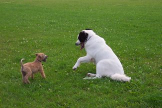 Hier beim Spielen mit Calimero, einem Landseer